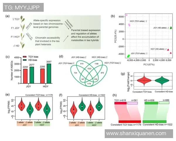 深圳羽毛球队技术表现分析:数据揭示的训练与比赛优势探讨